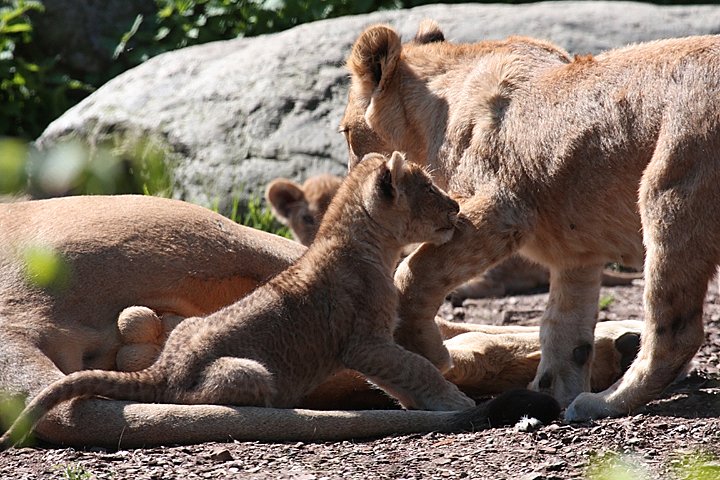 Loeve IMG_2218.jpg - Løve (Panthera leo) Hilser på storesøster  2009