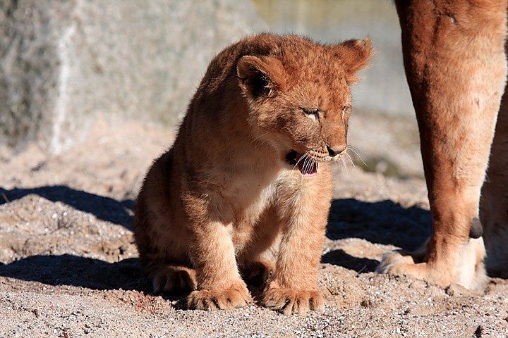 Loeve IMG_3353.jpg - Løve (Panthera leo)  unge år 2013