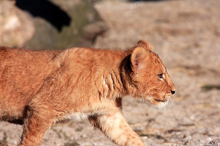 Loeve IMG_3358.jpg - Løve (Panthera leo) unge år 2013