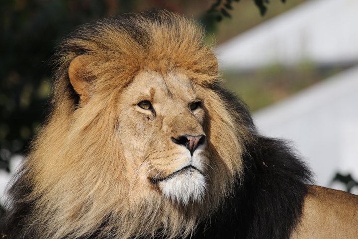 loeve 250A0967.jpg - Løve (Panthera leo)