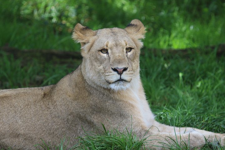 loeve 250A7665.jpg - Løve (Panthera leo)