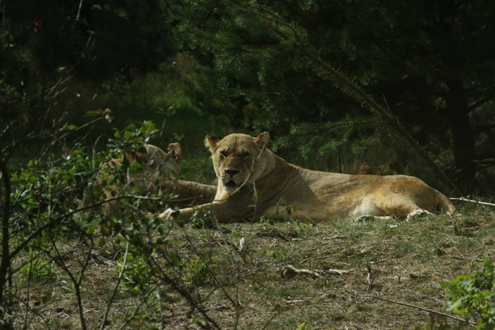 loeve 250A7689.jpg - Løve (Panthera leo)