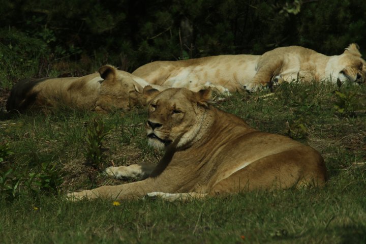 loeve 250A7695.jpg - Løve (Panthera leo)