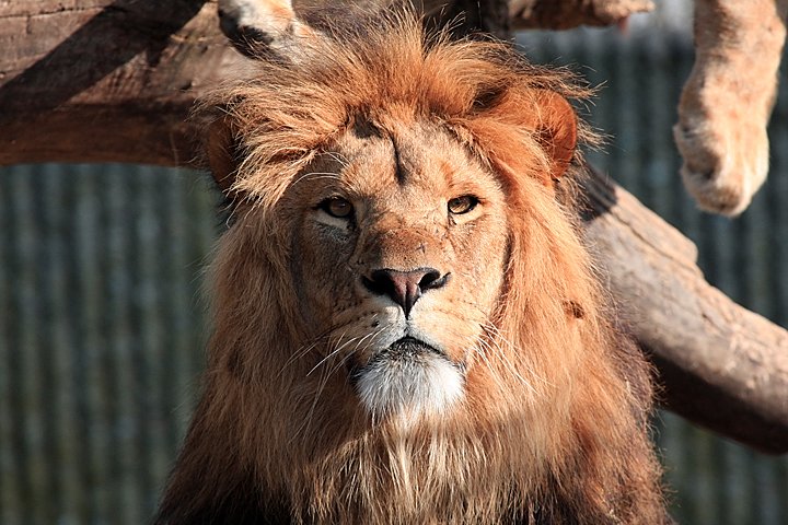 loeve IMG_0171.jpg - (Panthera leo) Løve far
