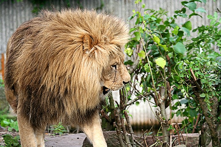 loeve IMG_1248.jpg - (Panthera leo) Han Løve