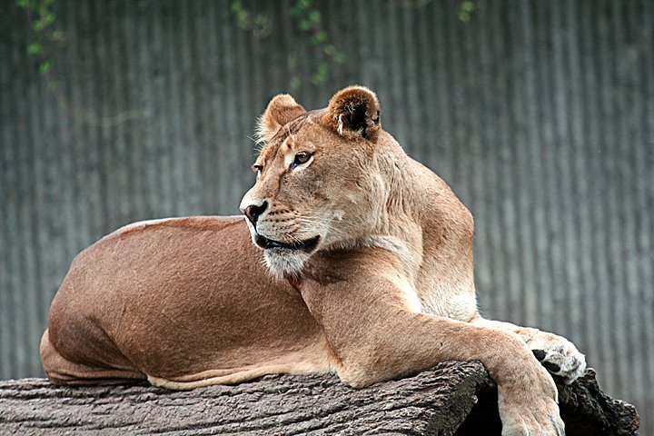 loeve IMG_1250.jpg - (Panthera leo) Hun Løve