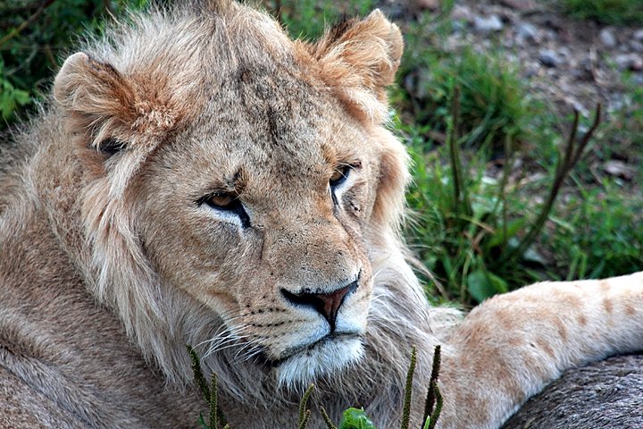 loeve IMG_1568.jpg - (Panthera leo) Løve far