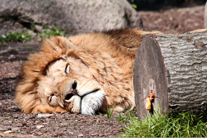 loeve IMG_2245.jpg - Løve (Panthera leo) En morfar