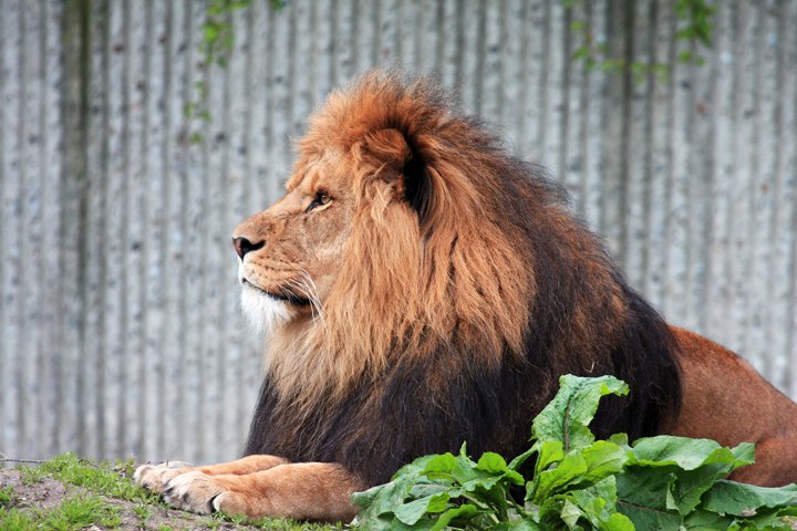 loeve IMG_2251.jpg - (Panthera leo)  Løve