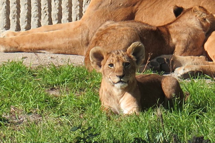 loeve IMG_2603.jpg - Løve (Panthera leo)         Løve unge 2015                       