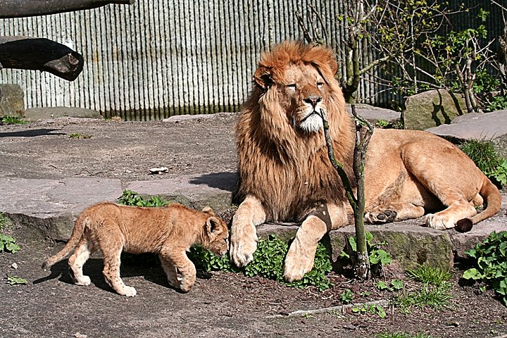 loeve IMG_2871.jpg - Løve (Panthera leo) Hilser på far  2010