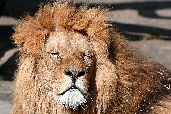 loeve IMG_2878.jpg - Løve (Panthera leo) Nyder solen