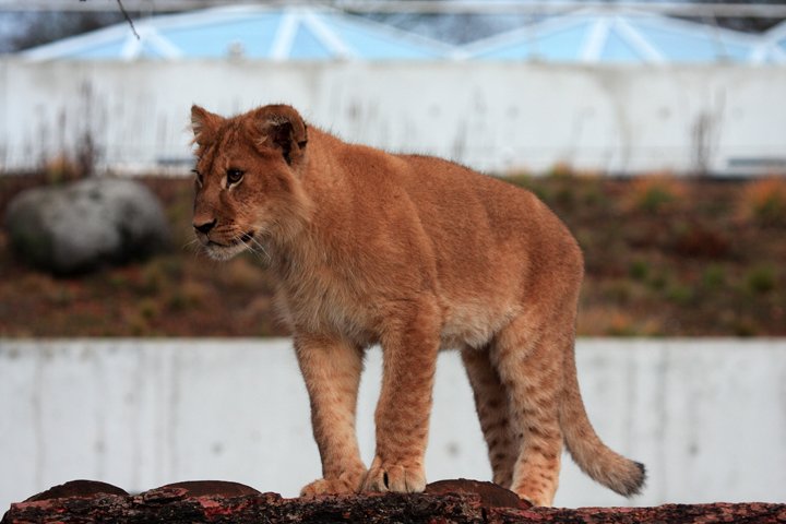 loeve IMG_3413.jpg - Løve (Panthera leo)