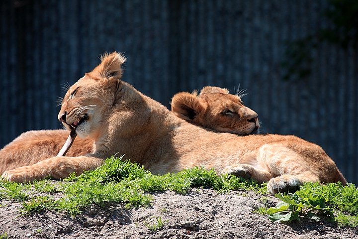 loeve IMG_5251.jpg - Løve (Panthera leo) unger