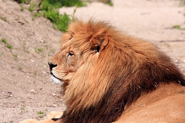 loeve IMG_5444.jpg - (Panthera leo) Løve far