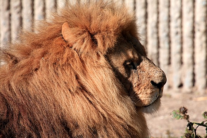 loeve IMG_6654.jpg - (Panthera leo) Løve far