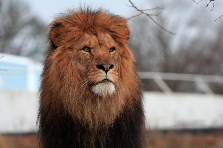 loever IMG_3408.jpg - Løve (Panthera leo)