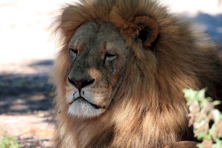 love IMG_6941.jpg - Løve (Panthera leo) Løve far