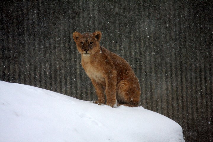love IMG_8035.jpg - Løve (Panthera leo) unge i snevejr