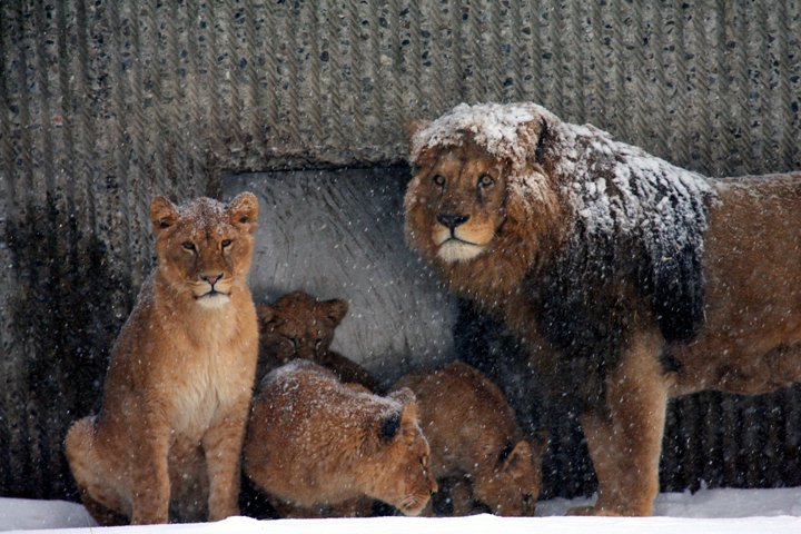 lover IMG_8019.jpg - Løver (Panthera leo) i snevejr
