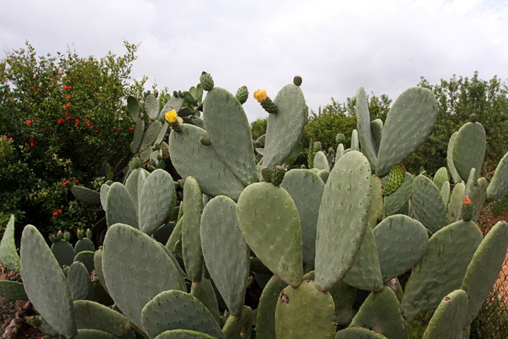 Kaktus IMG_0317.jpg - Kaktus