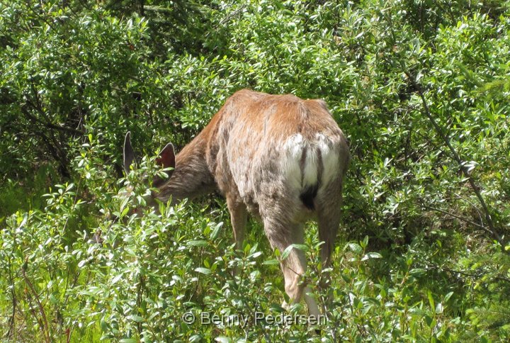 mule deer IMG_1601.jpg - Mule Deer (Odocoileus hemionus)                               