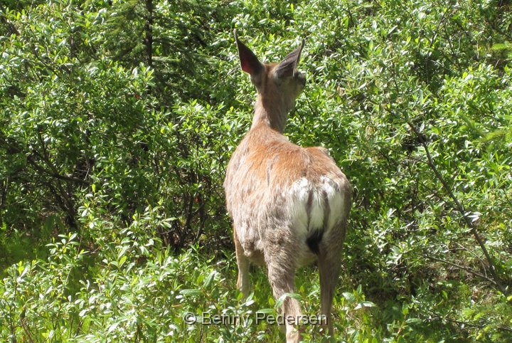 mule deer IMG_1602.jpg - Mule Deer (Odocoileus hemionus)                               