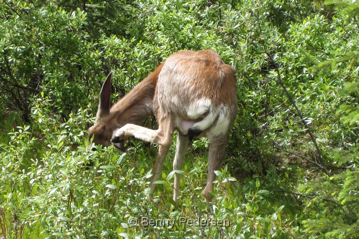 mule deer IMG_1603.jpg - Mule Deer (Odocoileus hemionus)                               