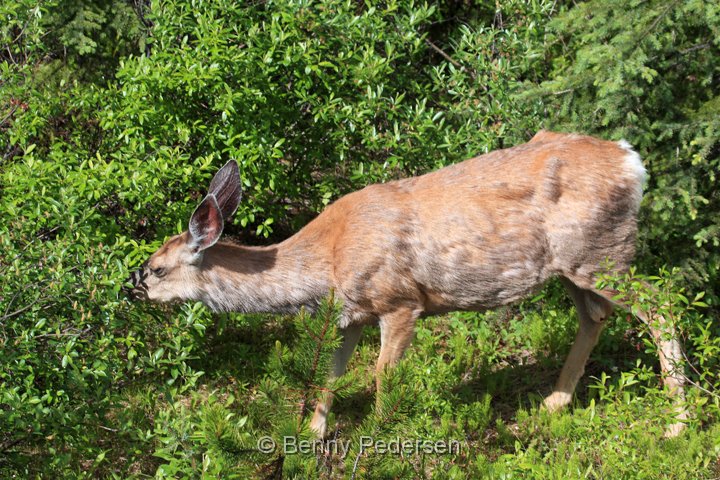 mule deer IMG_9806.jpg - Mule Deer (Odocoileus hemionus)