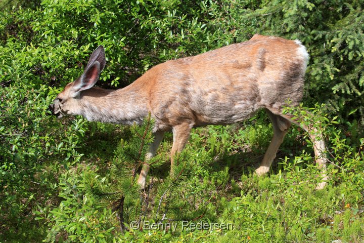mule deer IMG_9807.jpg - Mule Deer (Odocoileus hemionus)