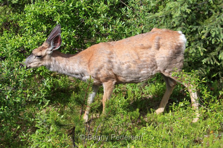 mule deer IMG_9808.jpg - Mule Deer (Odocoileus hemionus)