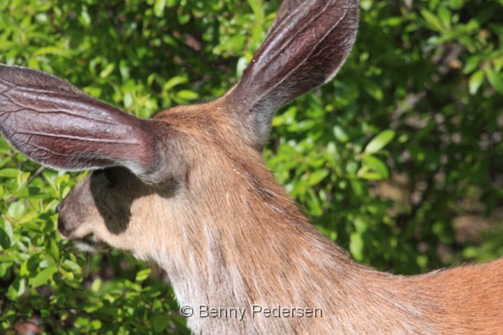 mule deer IMG_9809.jpg - Mule Deer (Odocoileus hemionus)