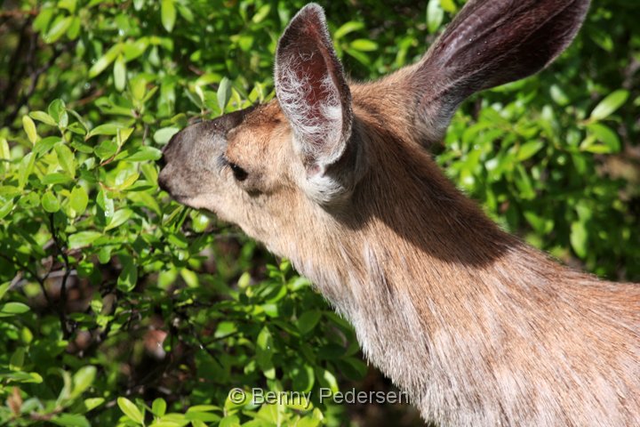 mule deer IMG_9810.jpg - Mule Deer (Odocoileus hemionus)