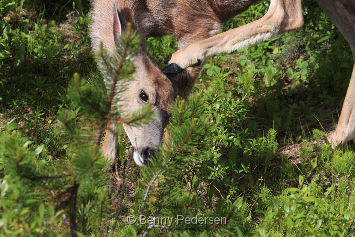 mule deer IMG_9811.jpg - Mule Deer (Odocoileus hemionus)