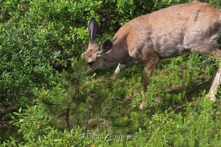 mule deer IMG_9812.jpg - Mule Deer (Odocoileus hemionus)