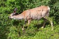 mule deer IMG_9807