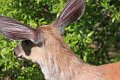 mule deer IMG_9809
