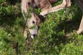 mule deer IMG_9811
