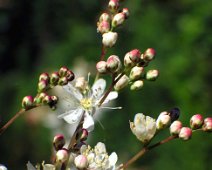 Blomsterknopper 159_5945