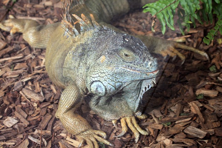 Groen leguan IMG_0638.jpg - Grøn Leguan (Iguana iguana)