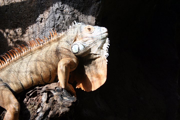 Leguan IMG_1977.jpg - Leguan (Iguana iguana)