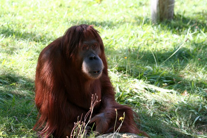 Orangutang IMG_1653.jpg - Orangutang (Pongo pygmaeus)