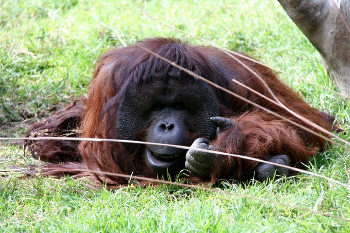 Orangutang IMG_9074.jpg - Orangutang (Pongo pygmaeus)