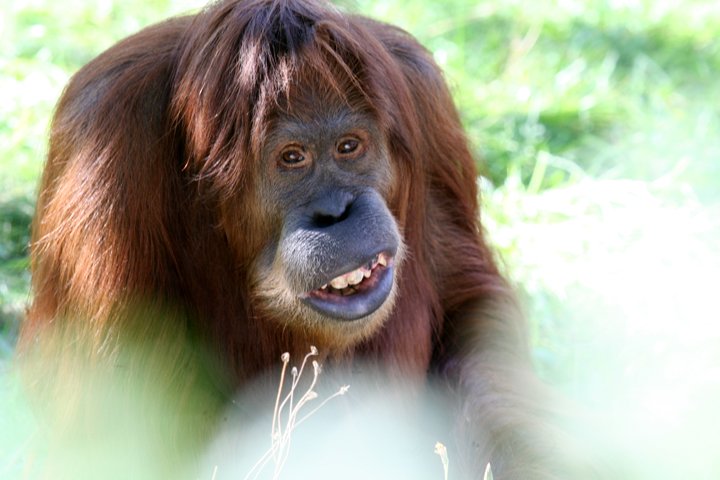 orangutang IMG_1651.jpg - Orangutang (Pongo pygmaeus)