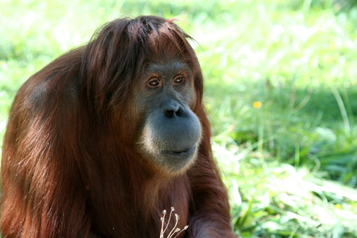 orangutang IMG_1652.jpg - Orangutang (Pongo pygmaeus)