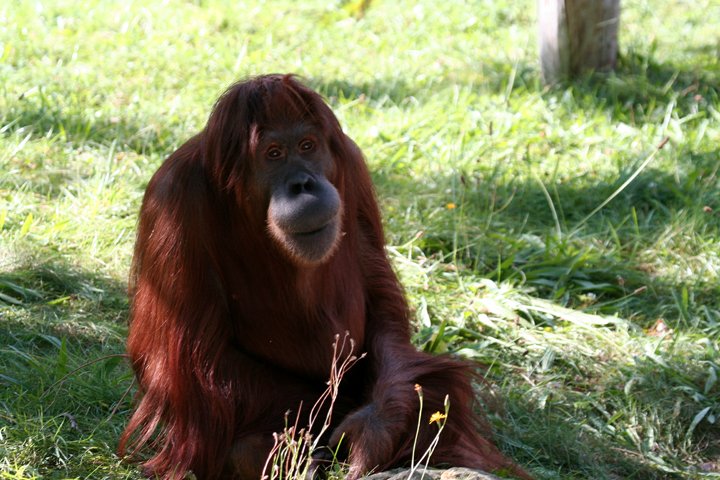 orangutang IMG_1654.jpg - Orangutang (Pongo pygmaeus)