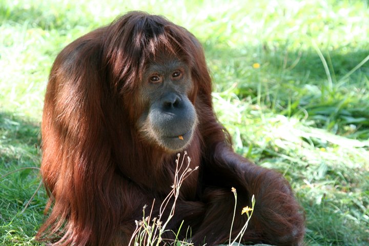 orangutang IMG_1656.jpg - Orangutang (Pongo pygmaeus)
