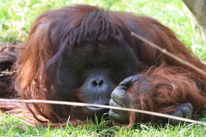 orangutang IMG_9071.jpg - Orangutang (Pongo pygmaeus)