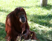 Orangutang IMG_1653