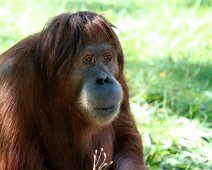 orangutang IMG_1652
